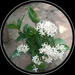 BRAND_CATEGORY_FLOWER_PLANT__HOPLANT