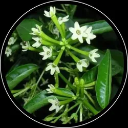 BRAND_CATEGORY_FRUITS_PLANT__HOPLANT