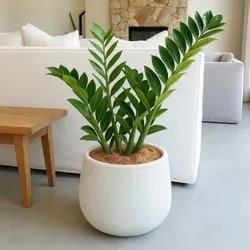 OUR_COLLECTIONS_INDOOR_PLANTS__Green Nursery