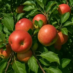 OUR_COLLECTIONS_FRUIT_PLANT__Green Nursery