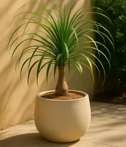 OUR_COLLECTIONS_SUMMER_PLANTS__Green Nursery