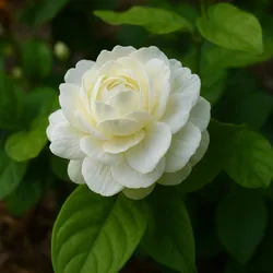 OUR_COLLECTIONS_FLOWER_PLANT__Green Nursery
