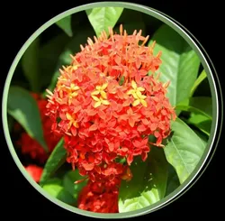 OUR_COLLECTIONS_FLOWER_PLANTS__Plant Asia