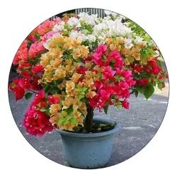 OUR_COLLECTIONS_OUTDOOR_PLANTS__Plant Asia