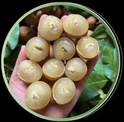 OUR_COLLECTIONS_FRUIT_PLANTS__Plant Asia