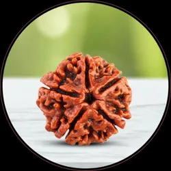 OUR_SPECIALTY_RUDRAKSHA__VERAJ GEMS