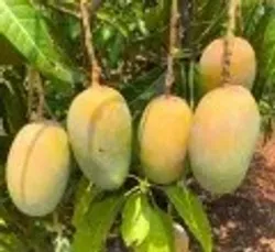 OUR_SPECIALTY_MANGO_PLANTS__Radha Krishna Nursery