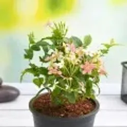 OUR_SPECIALTY_FLOWER_PLANTS__Radha Krishna Nursery