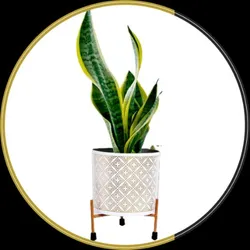 BRAND_CATEGORY_POTS_AND_PLANTER__Hill Pure Organic