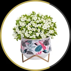 BRAND_CATEGORY_HOME_UTILITY__Hill Pure Organic