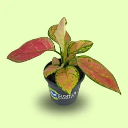BRAND_CATEGORY_LIVE_PLANTS__Sushila Agrofert