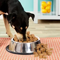 OUR_COLLECTIONS_DOGS_ESSENTIALS__DogsMart