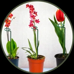 CATEGORY_PLANT_SUPPORT_STAKES__EXALT