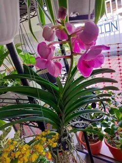 SHOP_BY_CATEGORY_FLOWERS__PLANT EVA