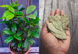SHOP_BY_CATEGORY_MEDICINAL_PLANTS__PLANT EVA