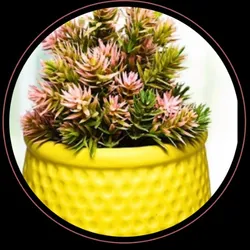 OUR_SPECIALTY__HOME_DECOR__BRILLS