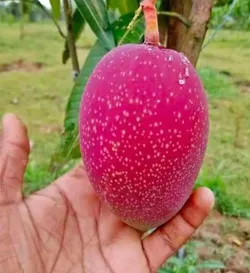 FRESH_PICKS_HYBRID_MANGO_PLANT__GREENS FLORA