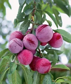 FRESH_PICKS_EXOTIC_FRUIT_PLANT__GREENS FLORA