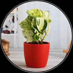 OUR_SPECIALTY___INDOOR_PLANTS__SPRINGBOK