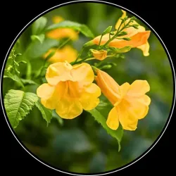 OUR_SPECIALTY___FLOWERING_PLANTS__SPRINGBOK