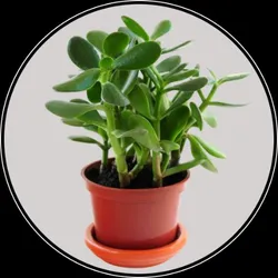 OUR_SPECIALTY___BEST_SELLER__SPRINGBOK