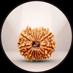 BRAND_CATEGORY_RUDRAKSHA__RudraKedar