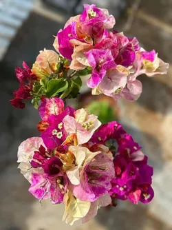 OUR_SPECIALTY_BOUGAINVILLEA__PLANT__Heritage Florals