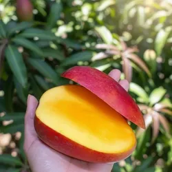 OUR_SPECIALTY_EXOTIC_MANGO_PLANT__Heritage Florals