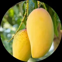 BRAND_CATEGORY_MANGO_PLANTS__Grafted World