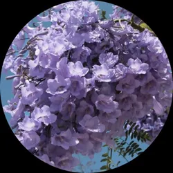 BRAND_CATEGORY_FLOWER_PLANTS__Grafted World