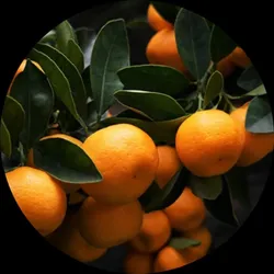 BRAND_CATEGORY_ORANGE_PLANTS__Grafted World