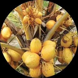 BRAND_CATEGORY_COCONUT_PLANTS__Grafted World