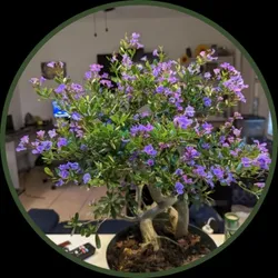 OUR_COLLECTIONS_ORNAMENT_PLANTS__Plant Gardening