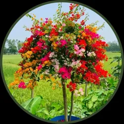 OUR_COLLECTIONS_EXOTIC_FLOWER_PLANT__Plant Gardening