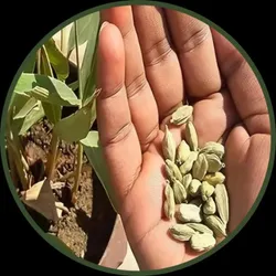 OUR_COLLECTIONS_NEW_ARRIVALS__Plant Gardening