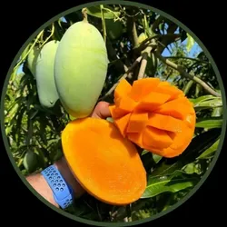 OUR_COLLECTIONS_EXOTIC_FRUIT_PLANT__Plant Gardening