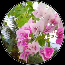 OUR_COLLECTIONS_FLOWER_PLANT__Green Zone