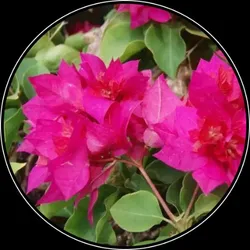 OUR_COLLECTIONS_BOUGAINVILLEA_PLANT__Green Zone