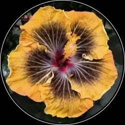 OUR_COLLECTIONS_TROPICAL_HIBISCUS__Green Zone