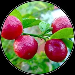 OUR_COLLECTIONS_FRUIT_PLANT__Plant Global