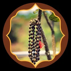 OUR_COLLECTIONS_MALA__Swaha