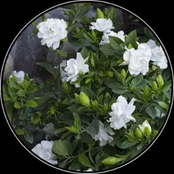 OUR_SPECIALTY__FLOWER_PLANT__Indian Plants Market 
