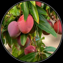 OUR_SPECIALTY__FRUIT_PLANT__Indian Plants Market 