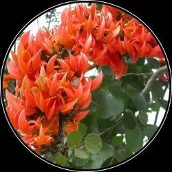 OUR_SPECIALTY__BEST_SELLER__Indian Plants Market 