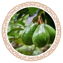 OUR_COLLECTIONS_TOP_SELLING_PLANTS__Like Green