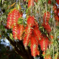 SHOP_BY_CATEGORY_Flowers__Bagichawala