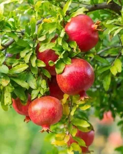 OUR_COLLECTIONS_EXOTIC_FRUIT_PLANTS__Brikhhoprem