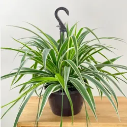 TRENDING_PLANTS_BEST_SELLERS__PLANT GALAXY