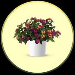 OUR_COLLECTIONS_EXOTIC_FRUIT_PLANT___STAYPLANT