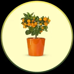 OUR_COLLECTIONS_FLOWER_PLANT__STAYPLANT